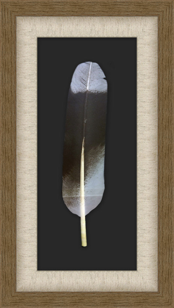 Red Tail Hawk Feather, Shadowbox