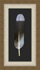Red Tail Hawk Feather, Shadowbox
