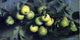 Joseph Decker Bough of Pears with Yellow Jacket Gallery Wrapped Canvas Print