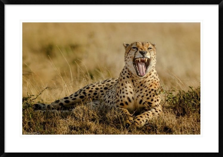 "Grumpy Morning" Framed Digital Print by Husain Alfraid, 38"x26"