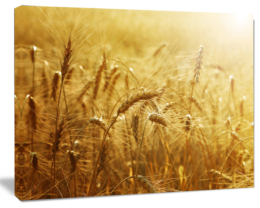 Golden Wheat Field, Large Landscape Canvas Art, 20"x12"