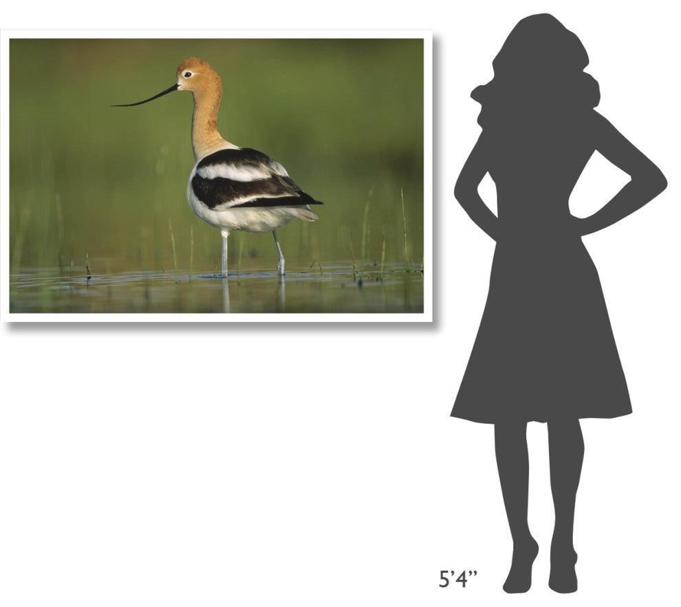 "American Avocet in breeding plumage wading, North America" Paper Art, 50"x34"