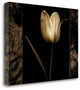 "White Tulipa I" By Rick Filler, Giclee Print on Gallery Wrap Canvas