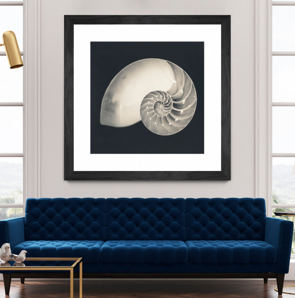 "Shell I" Matted and Framed, 36"x36"