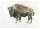 "Buffalo Bill" Digital Paper Print by James Wiens, 38"x27"