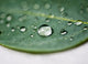 "Drops of Danielle, Two" Metal, 32"x44"