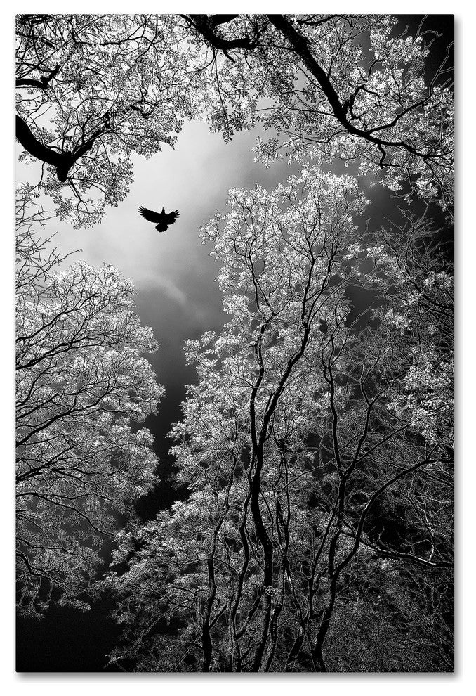 Goran Stamenkovic 'Flight' Canvas Art, 16x24