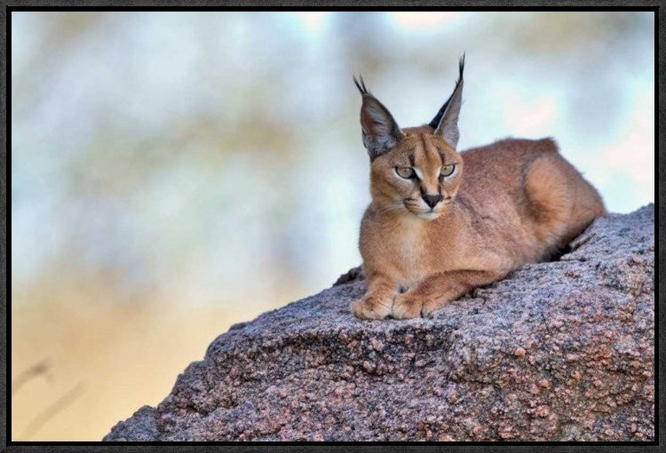 "Caracal" Framed Canvas Giclee by Alessandro Catta, 23x16"