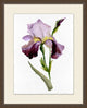 Iris 2, Giclee Reproduction Artwork