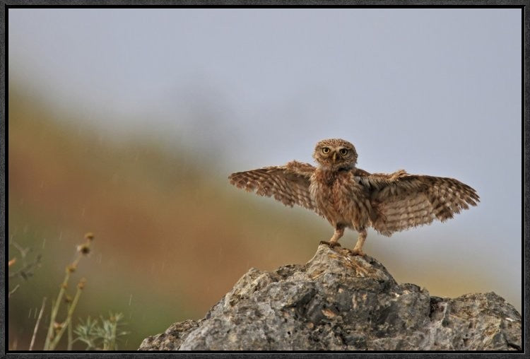 "I Can Fly!!!!!!" Framed Canvas Giclee by Muayad Amer, 25x17"