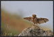 "I Can Fly!!!!!!" Framed Canvas Giclee by Muayad Amer, 25x17"