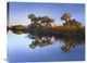 "Royal Palms And Reeds, Fakahatchee State Preserve, Florida" Artwork