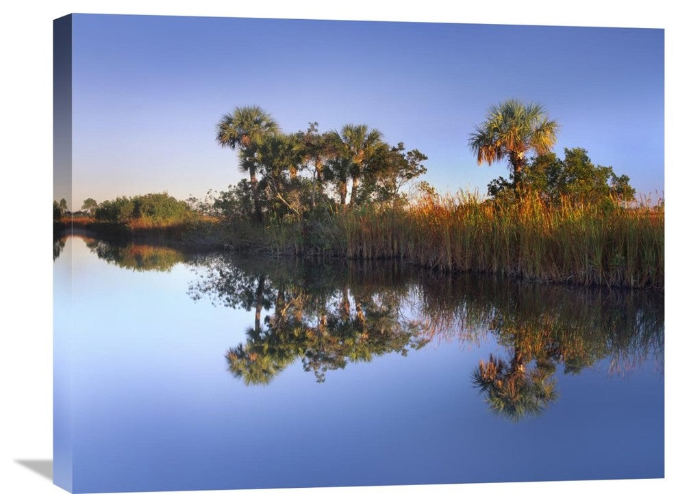 "Royal Palms And Reeds, Fakahatchee State Preserve, Florida" Artwork