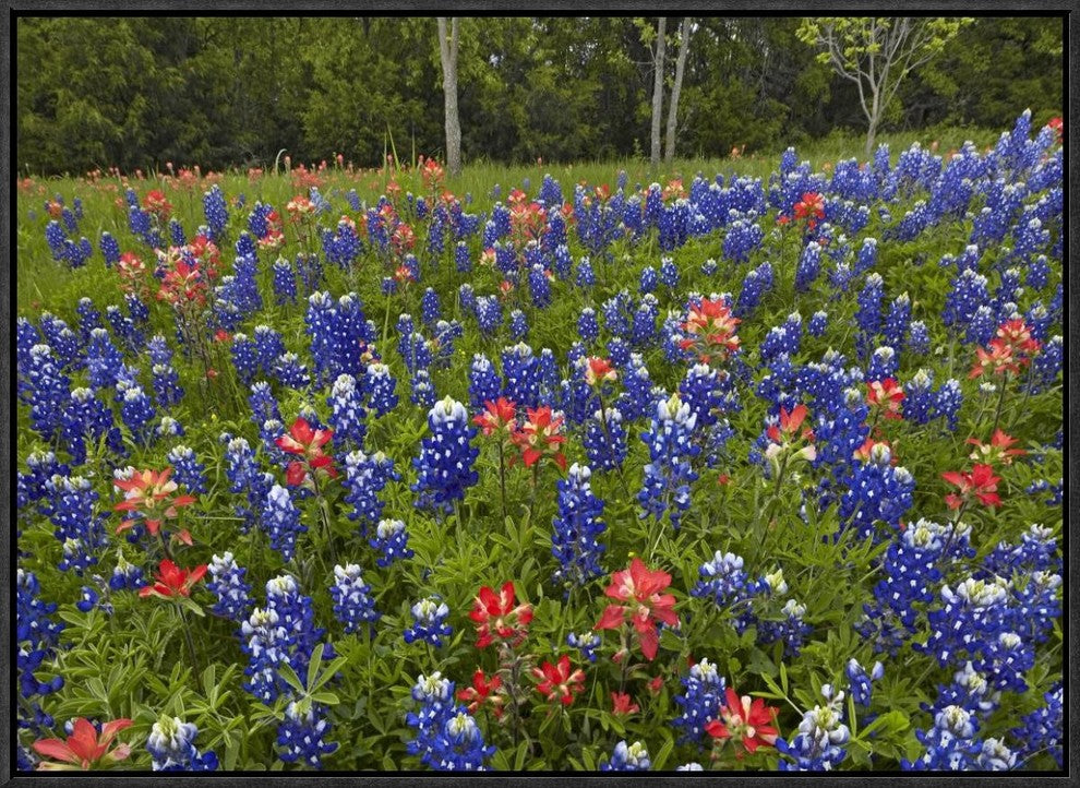 Bluebonnet and Paintbrush Meadow, Cedar Hill State Park, Texas, 24"x18"