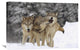 "Timber Wolf Trio Playing In Snow, Montana" Artwork, 36" x 24"