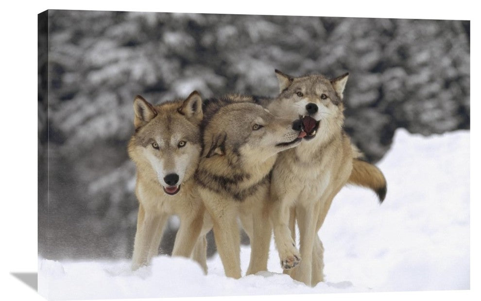 "Timber Wolf Trio Playing In Snow, Montana" Artwork, 36" x 24"
