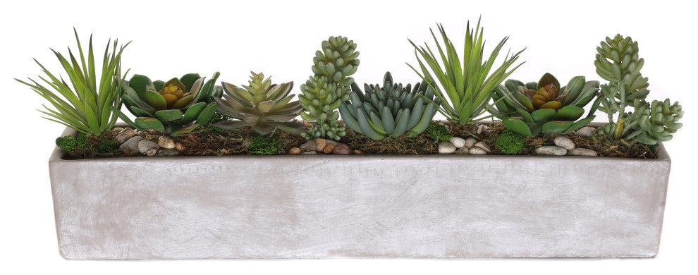 Succulents in rectangular cerement planter