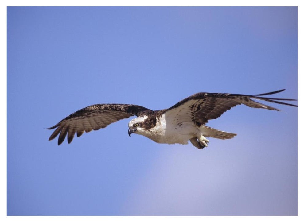 "Osprey flying, North America" Digital Paper Print by Tim Fitzharris, 50"x38"