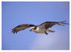 "Osprey flying, North America" Digital Paper Print by Tim Fitzharris, 50"x38"