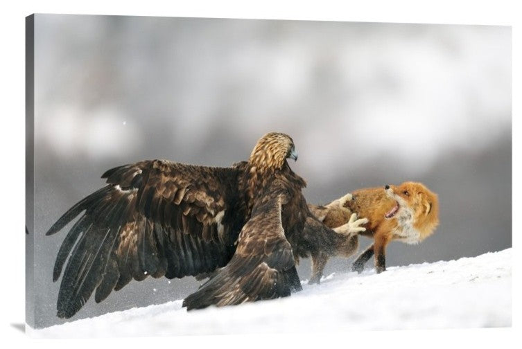 "Golden Eagle And Red Fox" Stretched Canvas Giclee by Yves Adams, 30"x20"