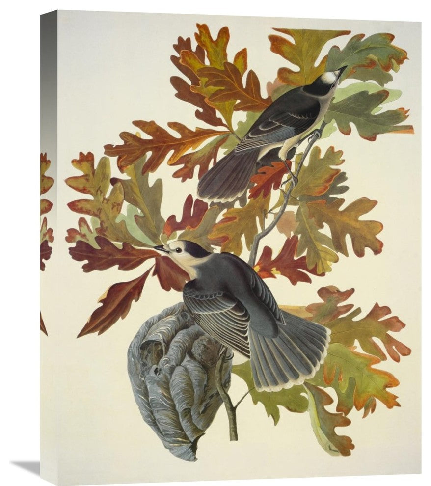 "Canada Jay" Stretched Canvas Giclee by John James Audubon, 20"x24"