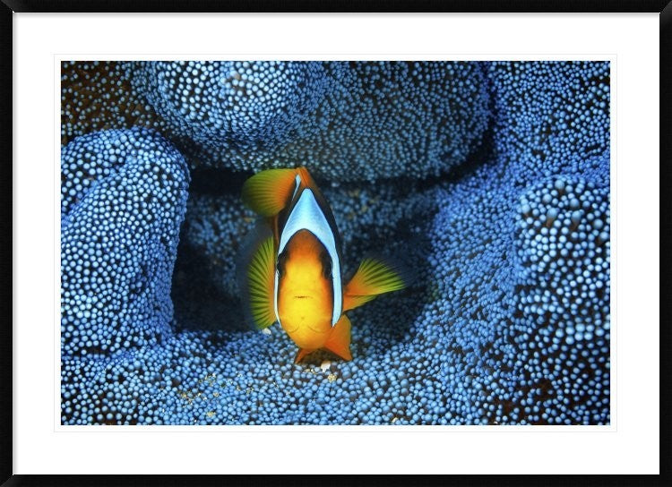 "Clownfish In Blue Anemone" Framed Digital Print by Barathieu Gabriel, 44x32"