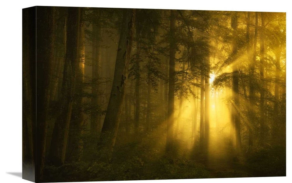 "Yellow" Stretched Canvas Giclee by Norbert Maier, 16"x11"