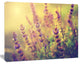 Vintage Photo of Wild Purple Flower, Large Floral Canvas Art Print, 60"x28"
