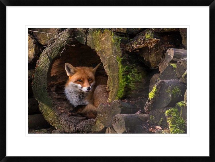 "Fox" Framed Digital Print by Cees Van Ginkel, 30x22"