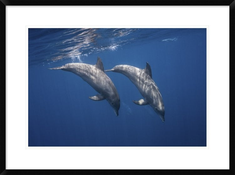 "Two Bottlenose Dolphins" Framed Digital Print by Barathieu Gabriel, 32x24"