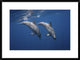 "Two Bottlenose Dolphins" Framed Digital Print by Barathieu Gabriel, 32x24"