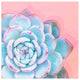 Ready2HangArt ''Awaken I'' Wrapped Canvas Succulent Wall Art, 20"x20"