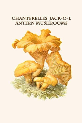 Chanterelles Jack-O-Lantern Mushrooms - Gallery Wrapped Canvas Art 28" x 42"