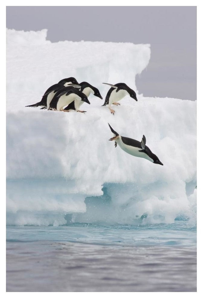"Adelie Penguin diving off iceberg, Paulet Island" Paper Art, 34"x50"