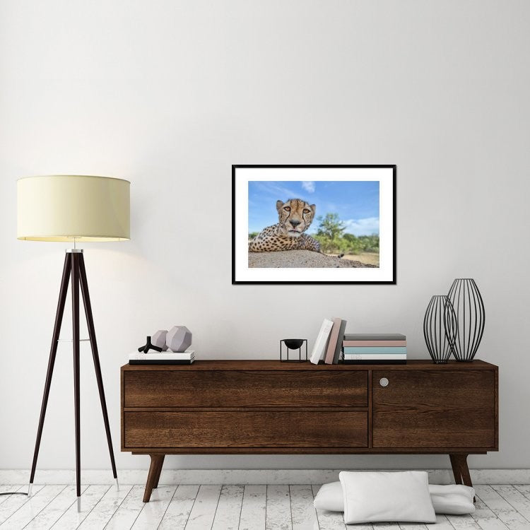 "Hungry Cheetah" Framed Digital Print by Alessandro Catta, 38"x28"