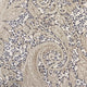 Quartz Skye Beige Luxury Throw Pillow, 26"x26"