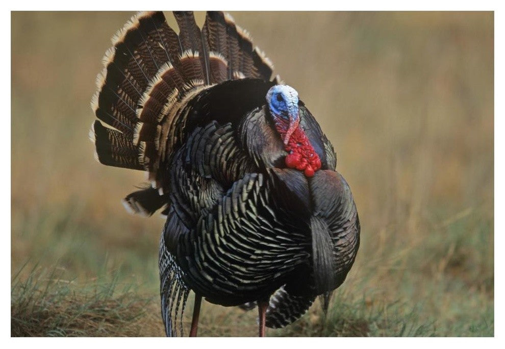 "Wild Turkey male, North America" Digital Paper Print by Tim Fitzharris, 20"x14"