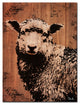 Ready2HangArt Farmhouse 'Sheep' Wrapped Canvas Animal Wall Art, 16"x20"