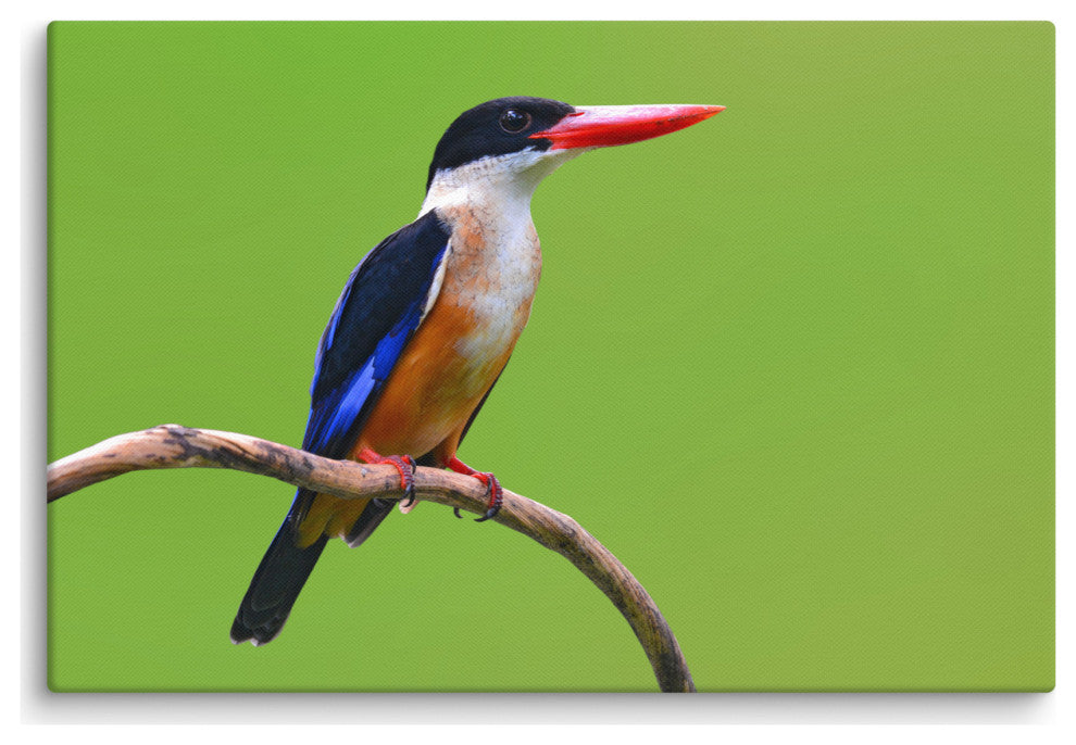 Black Capped Kingfisher Bird on Perch Wildlife Photograph Canvas Wall Art Print, 24" X 36"