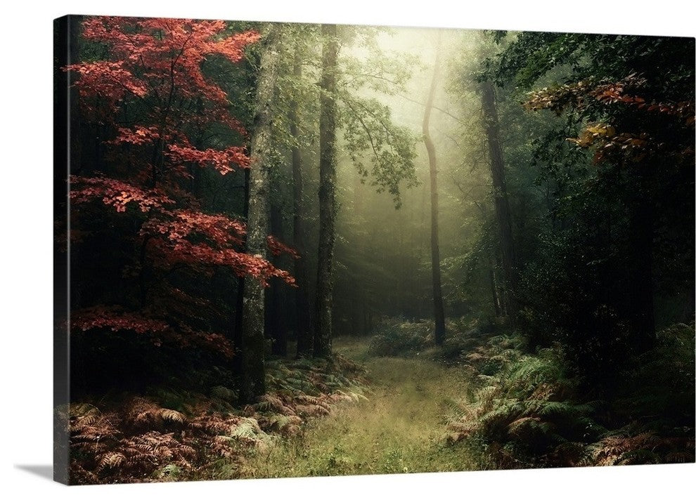 "Legendary Forest in Brittany" Wrapped Canvas Art Print, 36"x24"x1.5"