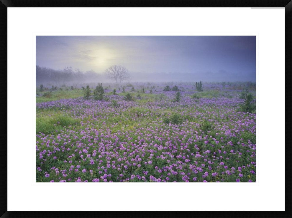 Sand Verbena Flower Field At Sunrise In Fog, Hill Country, Texas, 30"x22"