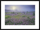 Sand Verbena Flower Field At Sunrise In Fog, Hill Country, Texas, 30"x22"