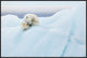 "Polar Bear Grooming" Framed Canvas Giclee by Joan Gil Raga, 37x25"