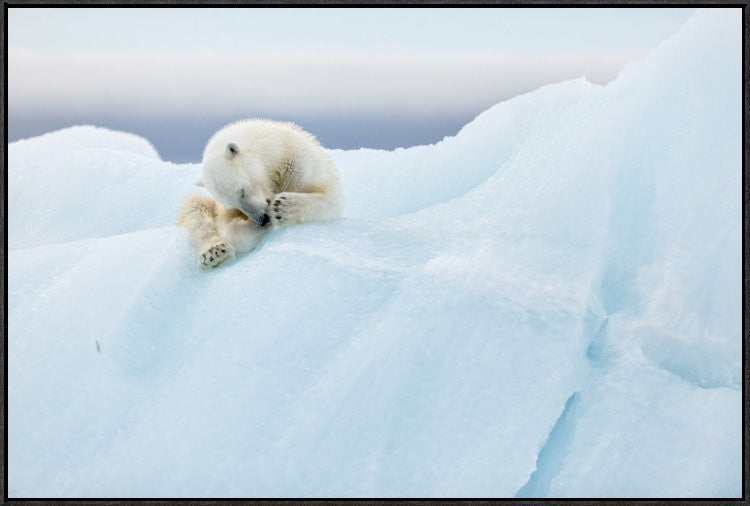 "Polar Bear Grooming" Framed Canvas Giclee by Joan Gil Raga, 37x25"
