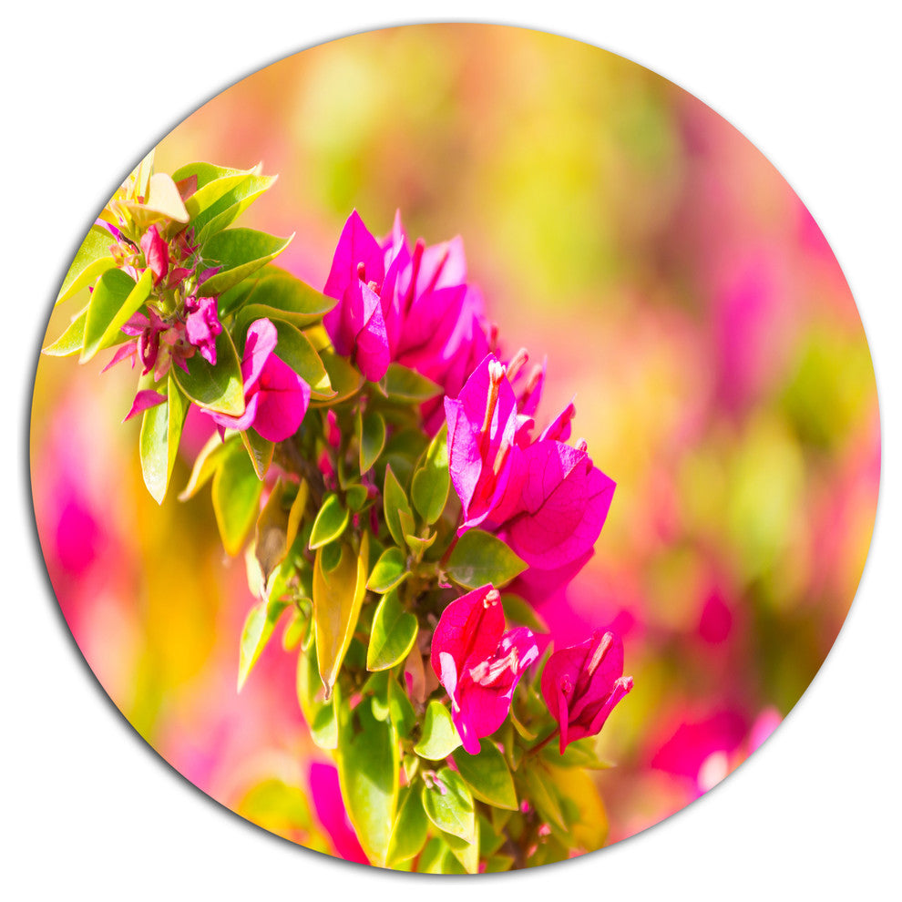 Beautiful Pink Bougainvillea Flowers, Floral Disc Metal Wall Art, 11"