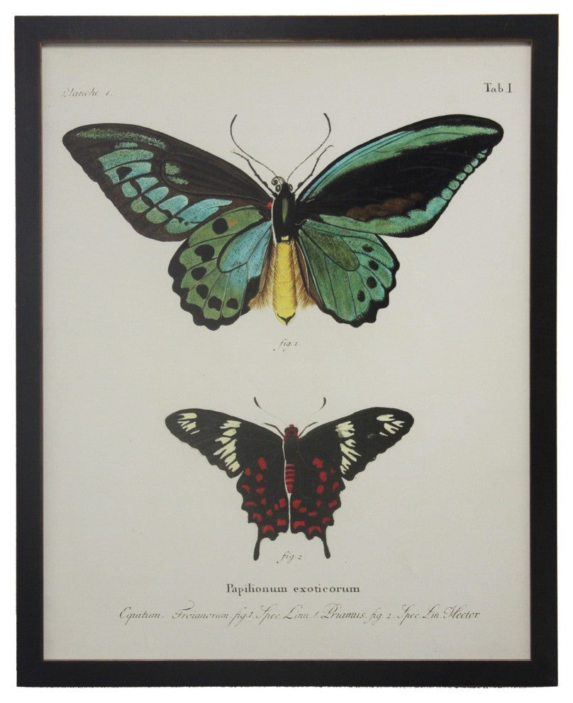 Double Butterfly Tab I, Copper and Black Flat Moulding