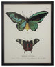 Double Butterfly Tab I, Copper and Black Flat Moulding