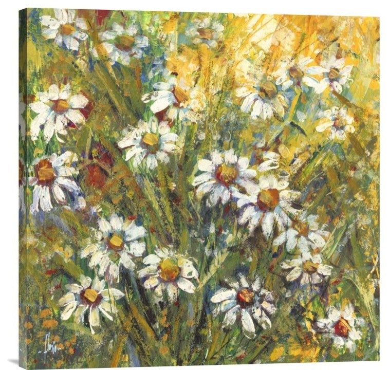 "Margherite nel sole" Stretched Canvas Giclee by Luigi Florio, 24x24"
