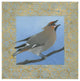 "Cedar Waxwing" Digital Paper Print by Kathrine Lovell, 32"x32"