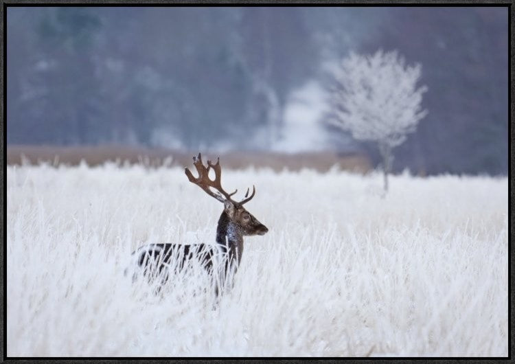 "Fallow Deer In The Frozen Winter Landscape"  by Allan Wallberg, 31x21"
